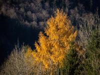 Sonnenlicht auf goldener Lärche im Priental